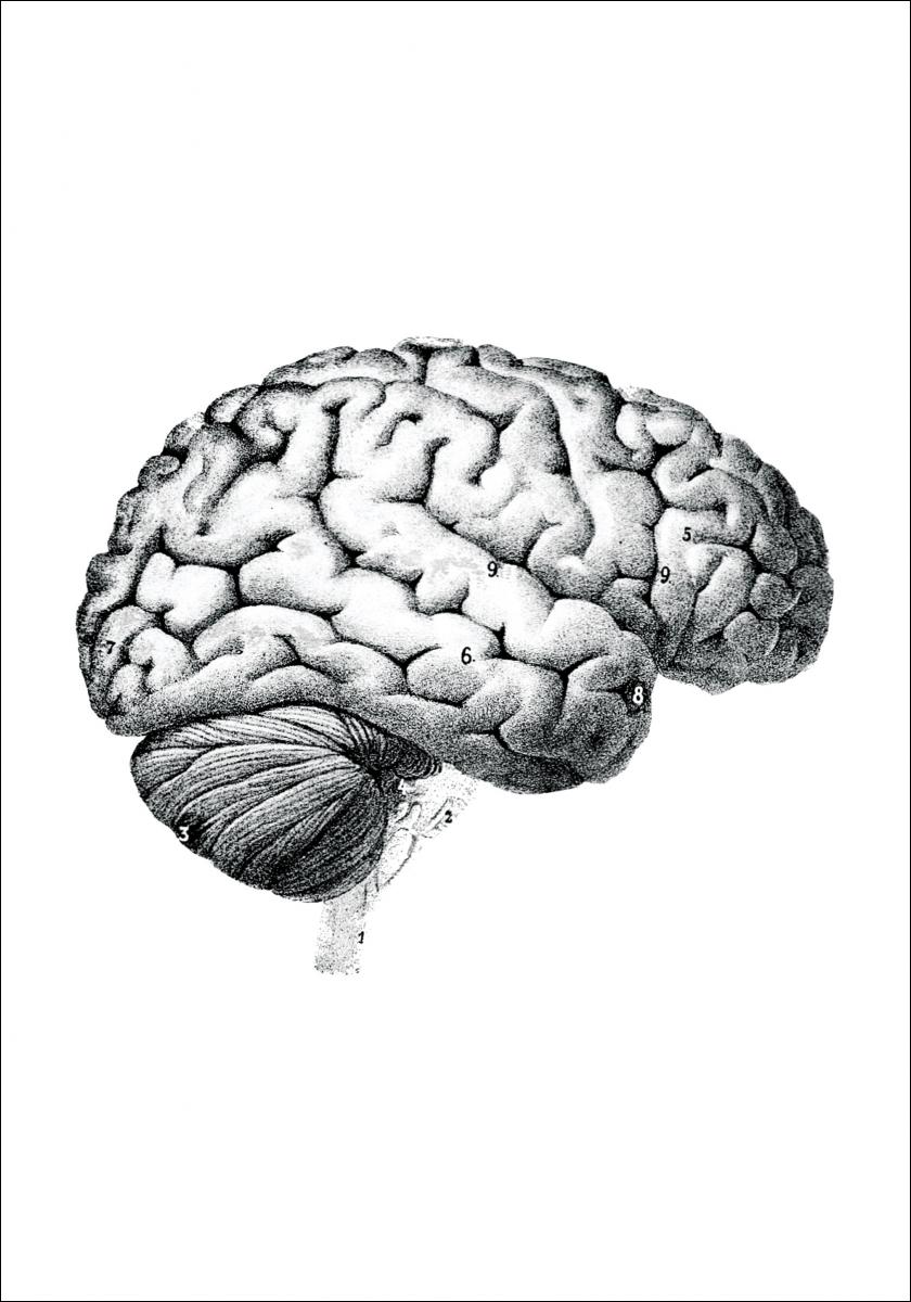 Buy Parts of the brain chart Poster here - BGAFRAMES.EU