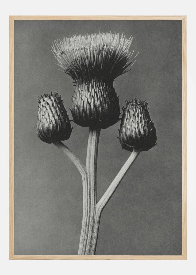 Bildverkstad Grey Flower I Poster