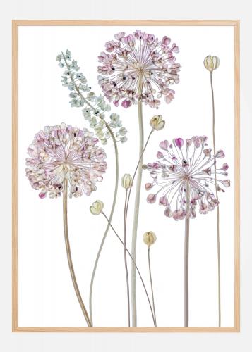 Buy Allium Poster here - BGAFRAMES.EU