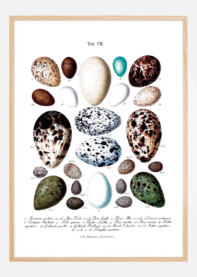 Bildverkstad Bird egg chart Poster