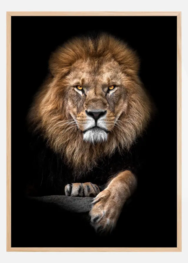 Bildverkstad Focused Lion Color Poster