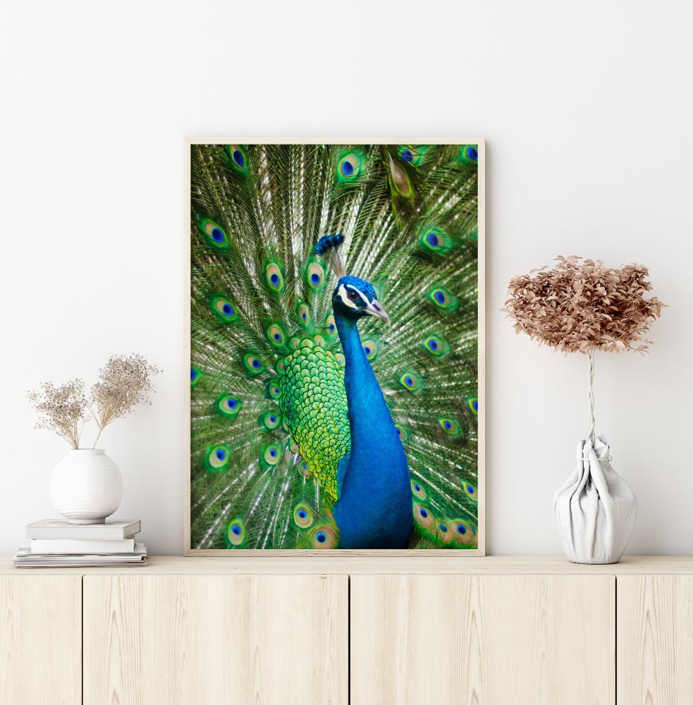 Bildverkstad Peacock Poster